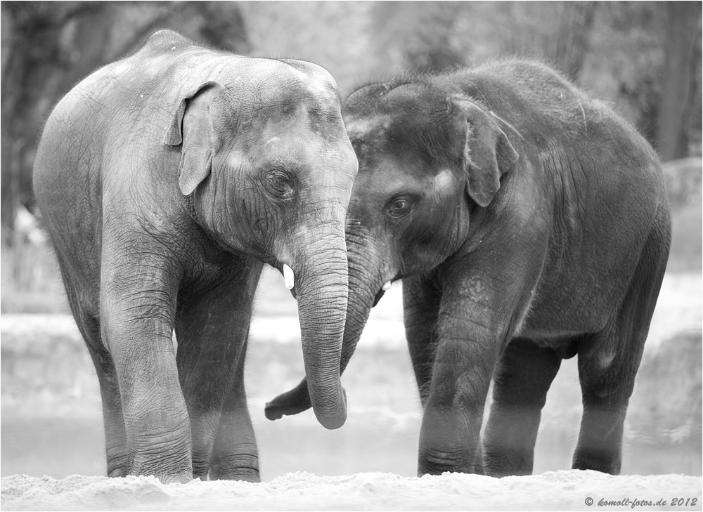 Elefantenfreunde