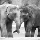 Elefantenfreunde