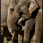 > Elefantenfreundinnen <