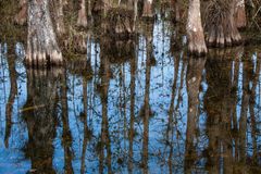 Elefantenfüße im Wasser