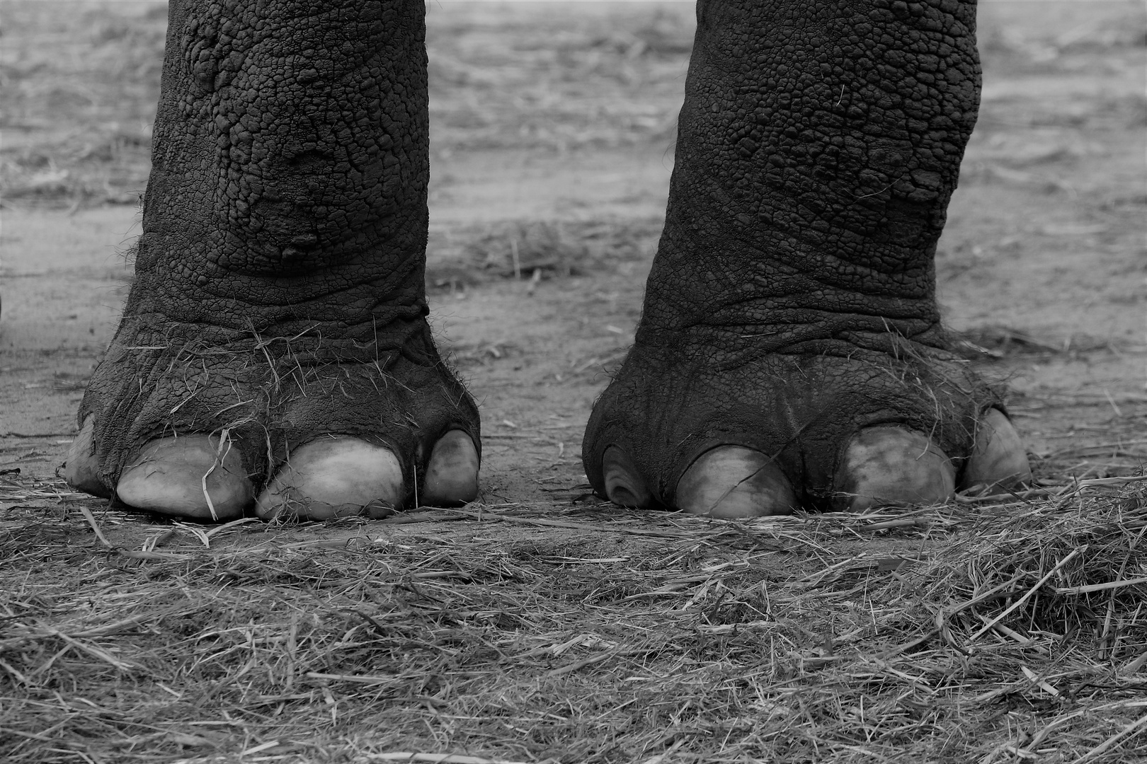 Elefantenfüße in Dänemark , Givskud Zoo, DK Foto & Bild tiere, zoo
