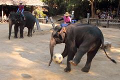 Elefantenfussball
