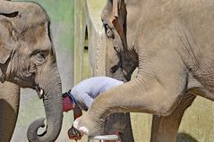 Elefantenfußpflege