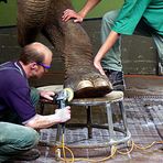 Elefantenfußpflege
