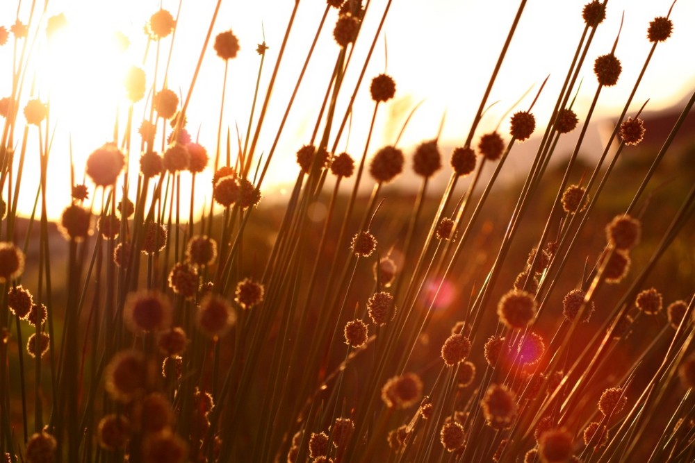 Elefantengras im Sonnenuntergang