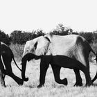 Elefantengroßfamilie