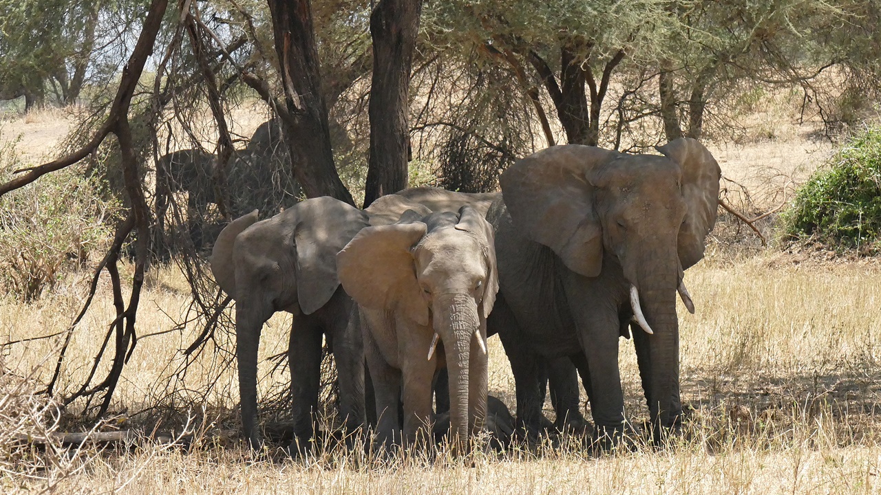 Elefantengruppe 