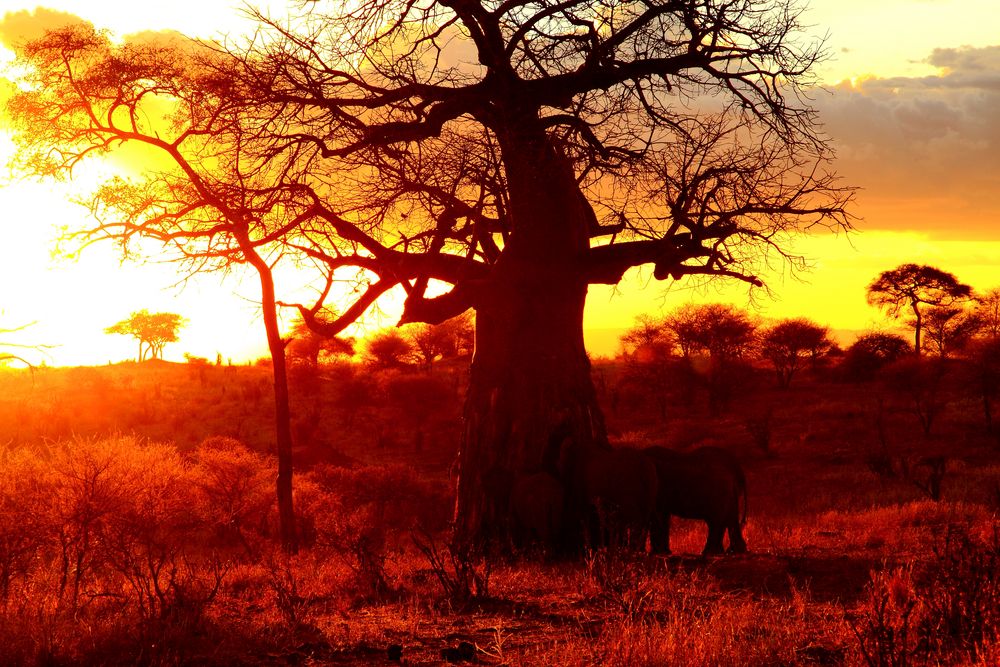 Elefantengruppe am Abend im Tarangire NP , Tansania