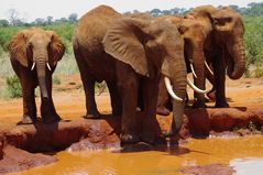 Elefantengruppe am Wasserloch Tsavo Ost, Kenia, März 2011