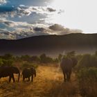Elefantengruppe bei Sonnenuntergang