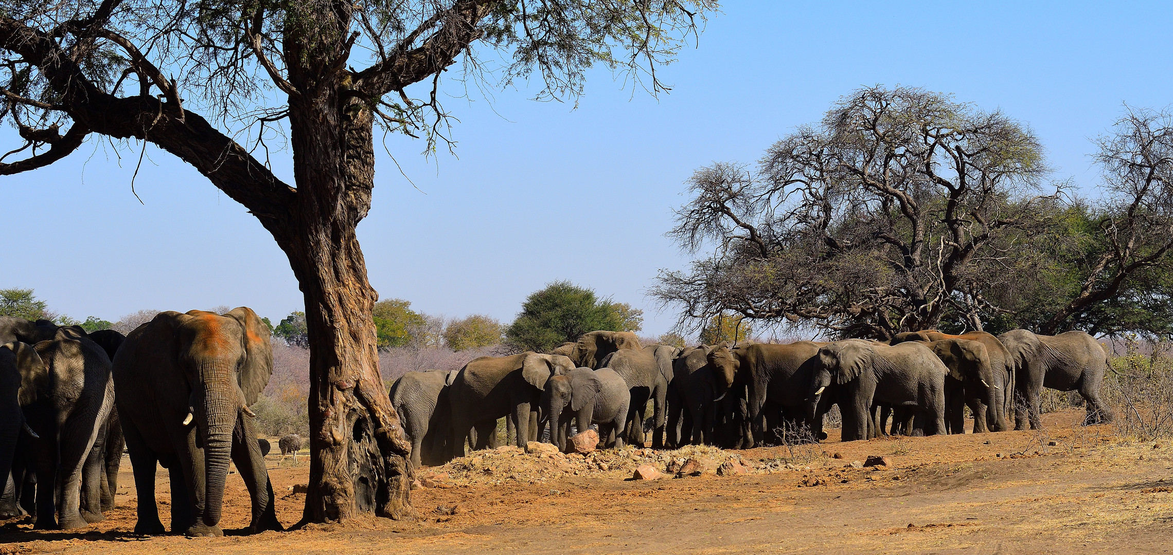 Elefantengruppe im Caprivi