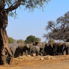 Elefantengruppe im Caprivi