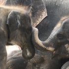 Elefantengruppe im Zoo Hannover