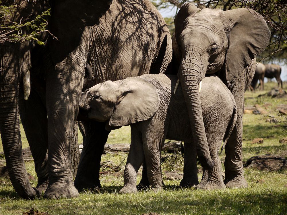 Elefantengruppe in der Mara