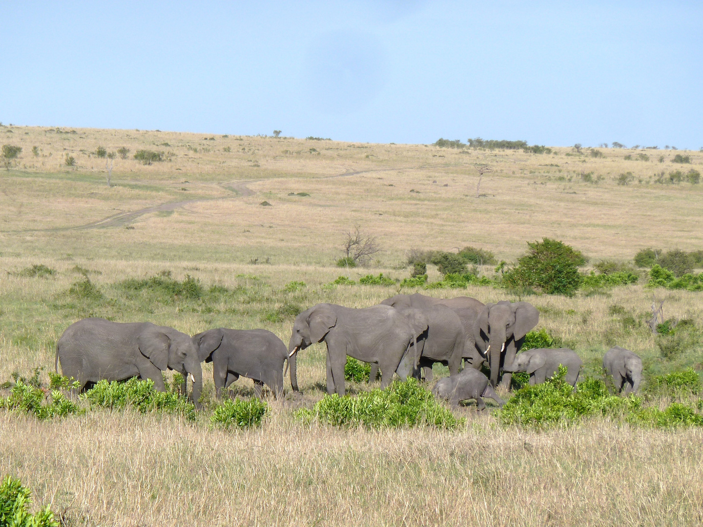 Elefantengruppe in der Masai Mara