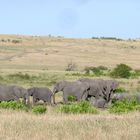 Elefantengruppe in der Masai Mara