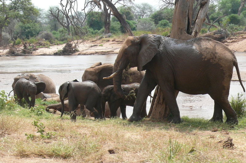 Elefantengruppe in der Massai Mara (März 2007)