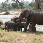 Elefantengruppe in der Massai Mara (März 2007)