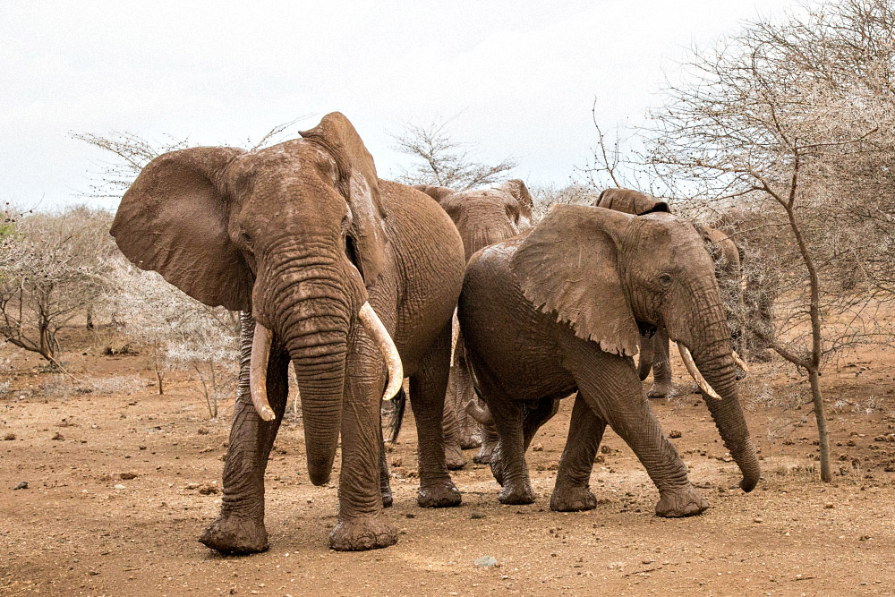 Elefantengruppe in Tansania