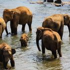 Elefantengruppe mit Baby im Ma Oya-Fluss...