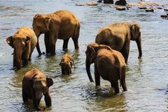 Elefantengruppe mit Baby im Ma Oya-Fluss...