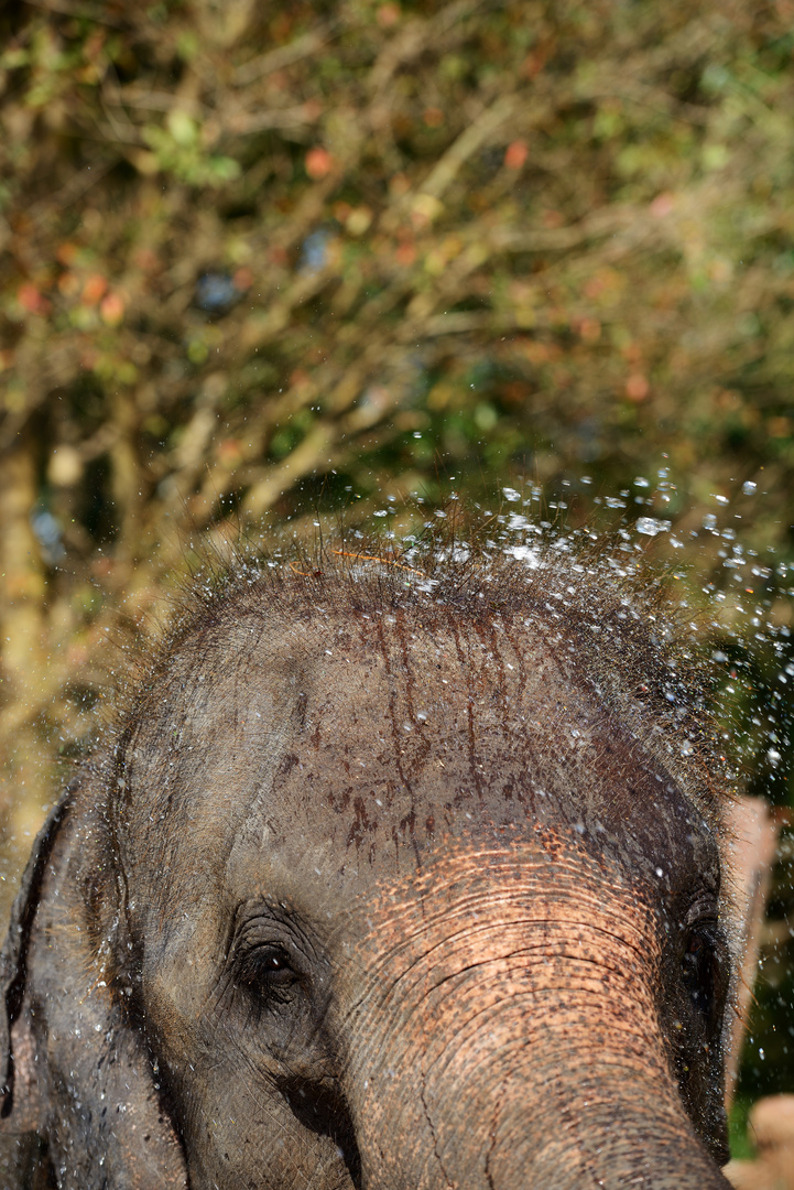 Elefantenhaare waschen