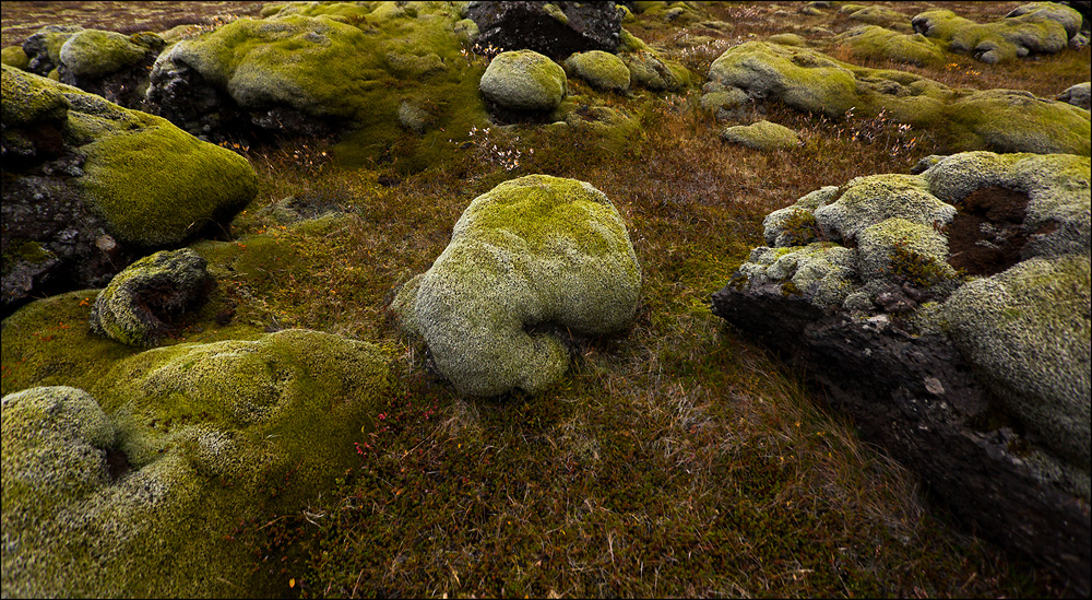 Elefantenhäufchen - Island 2013 #233