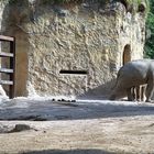 Elefantenhaus im Zoo Heidelberg
