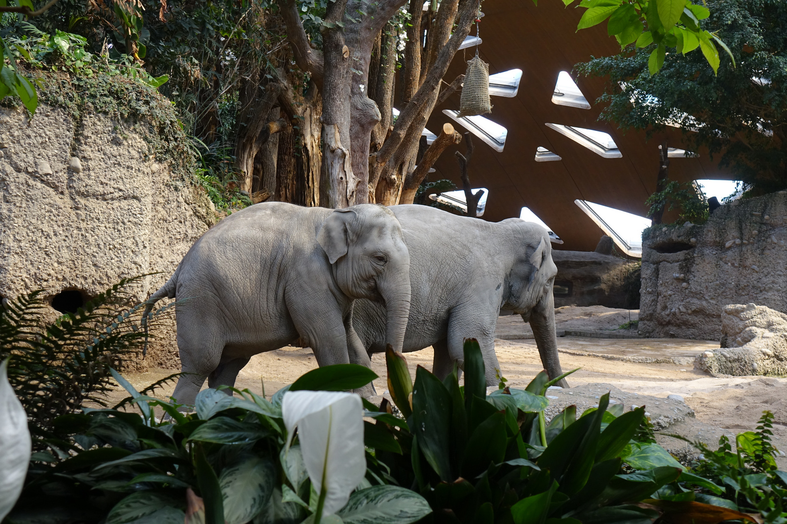 Elefantenhaus Zoo Zürich