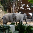 Elefantenhaus Zoo Zürich