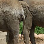 Elefantenhaut