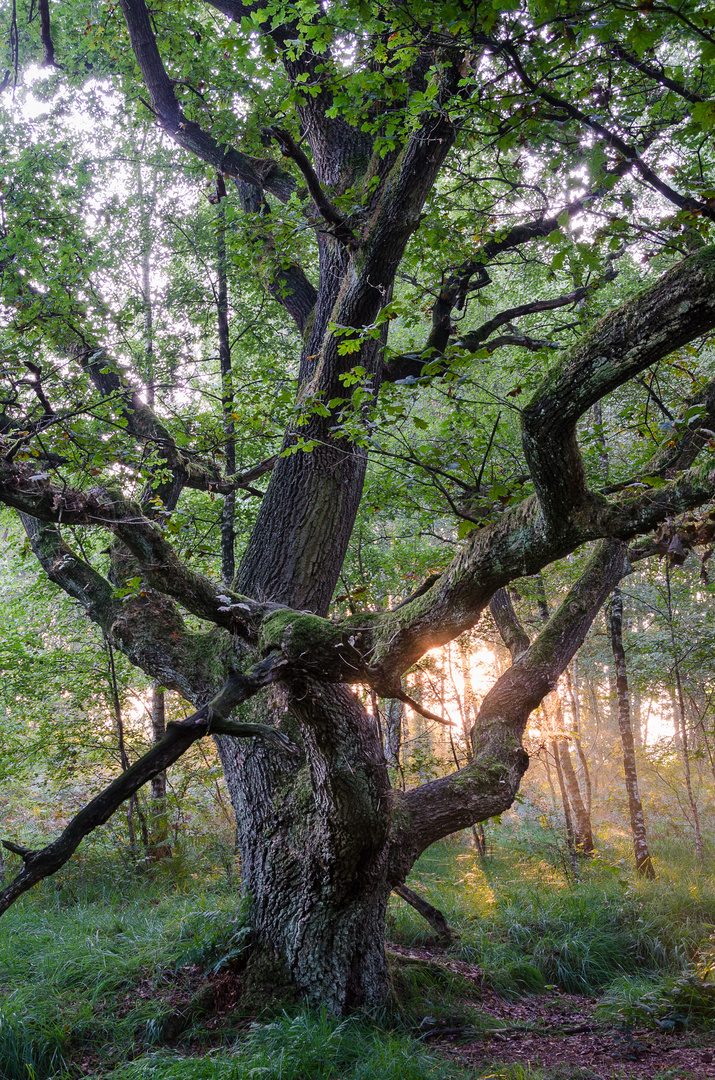 Elefantenhaut im Sonnenaufgang