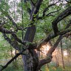 Elefantenhaut im Sonnenaufgang