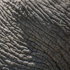Elefantenhaut - Natürliche Strukturen (18)