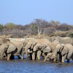 Elefantenherde am der Wasserstelle