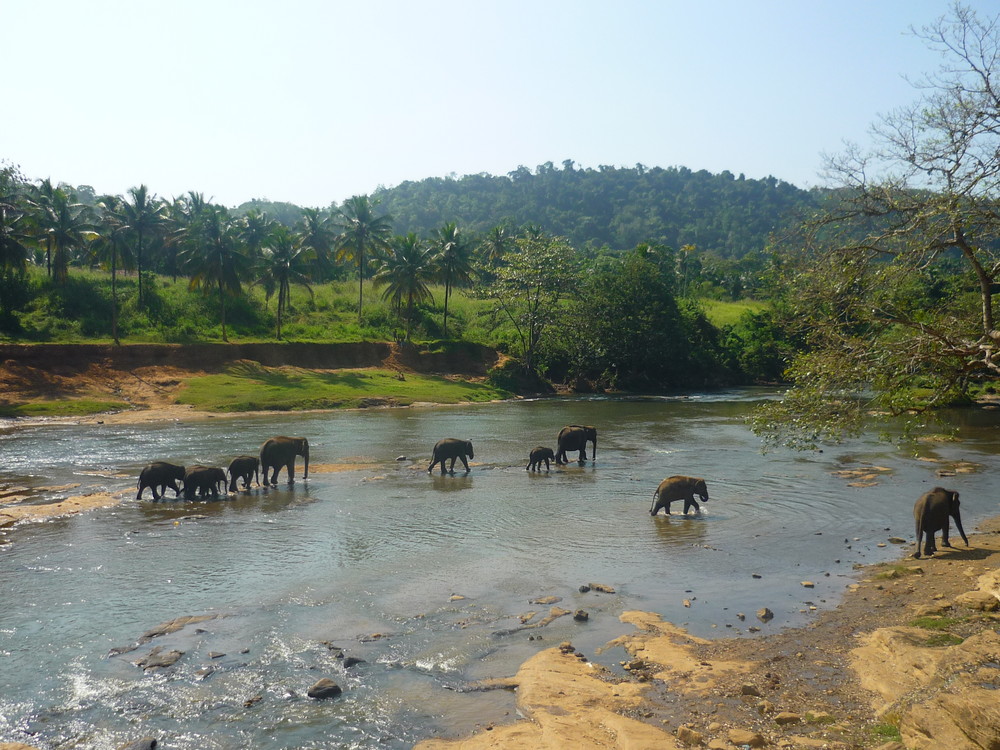 Elefantenherde am Fluss, Sri Lanka