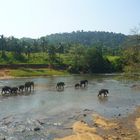 Elefantenherde am Fluss, Sri Lanka