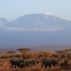 Elefantenherde am Kilimanjaro