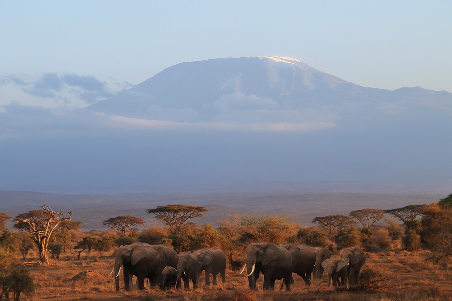 Elefantenherde am Kilimanjaro
