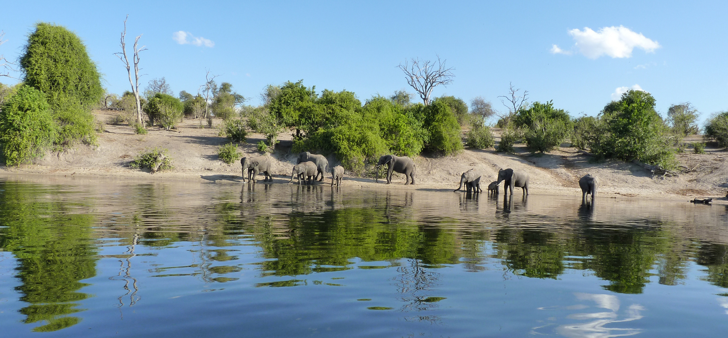 Elefantenherde am Ufer des Chobe.