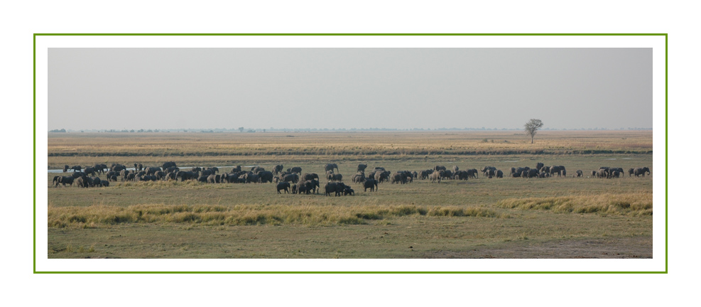 Elefantenherde - Chobe River, Caprivistreifen