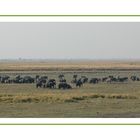 Elefantenherde - Chobe River, Caprivistreifen