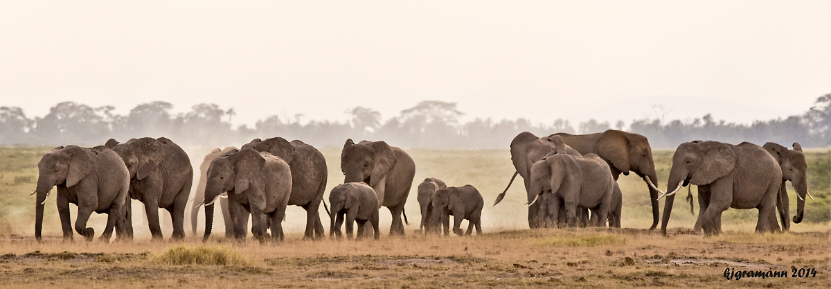 Elefantenherde im Amboseli NP.....