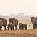 Elefantenherde im Amboseli NP.....