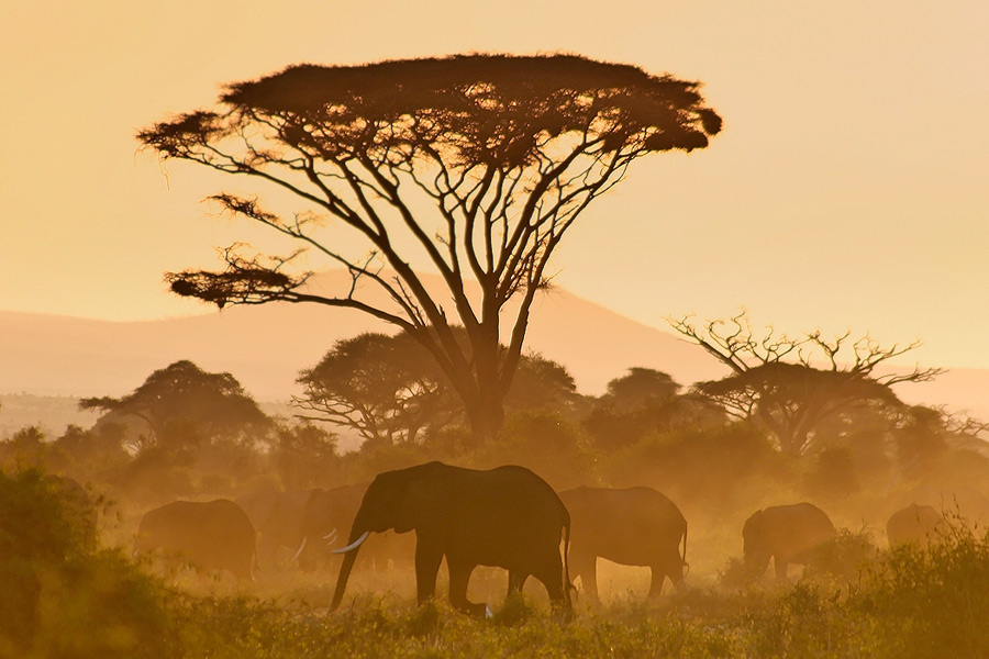 Elefantenherde im Amboseli NP