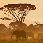 Elefantenherde im Amboseli NP