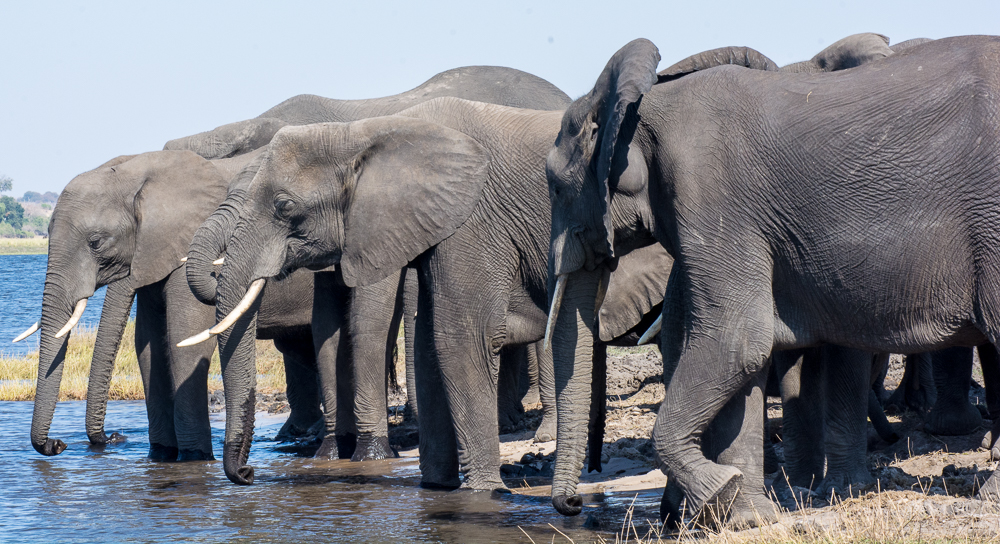 Elefantenherde im Chobe Nationalpark