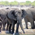 Elefantenherde im Etosha Nationalpark