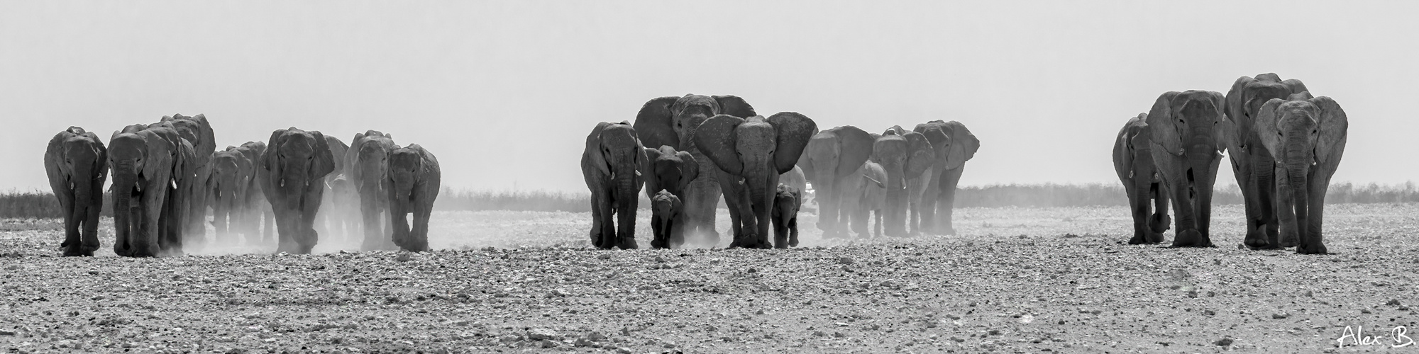 Elefantenherde im Etosha NP