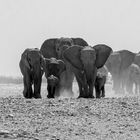 Elefantenherde im Etosha NP